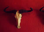 Brew Pub Hops Hallow