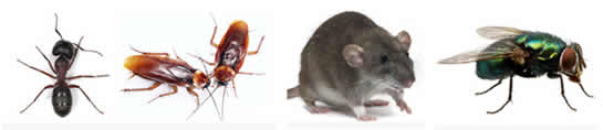 Pest control Middelburg and Witbank Pest control Middelburg and Witbank