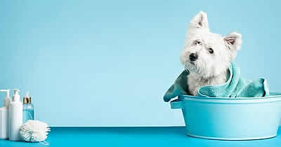 pet grooming Middelburg pet grooming Middelburg