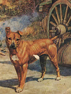 Jock of the Bushveld The famous dog of Sir Percy FitzPatrick whose adventures are told in the book with the same name